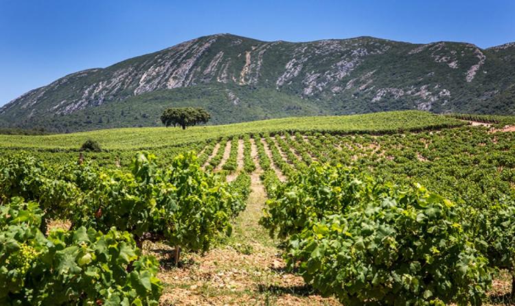 Produtores portugueses de vinho querem solidificar presença em Angola