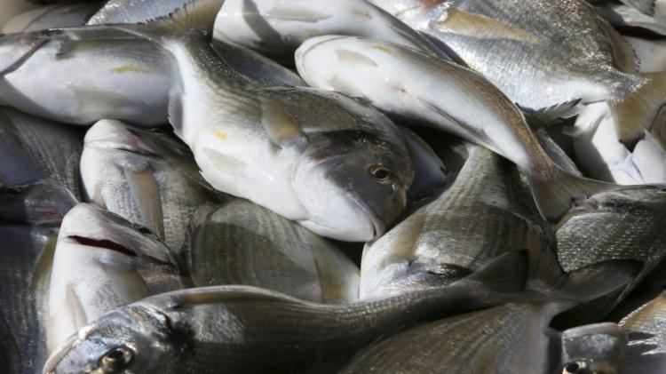 Deficiências nos laboratórios dificultam exportação de peixe