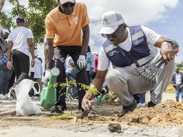 Ambientalistas consideram que manutenção do Programa de Arborização de Luanda deixa “sérias dúvidas”