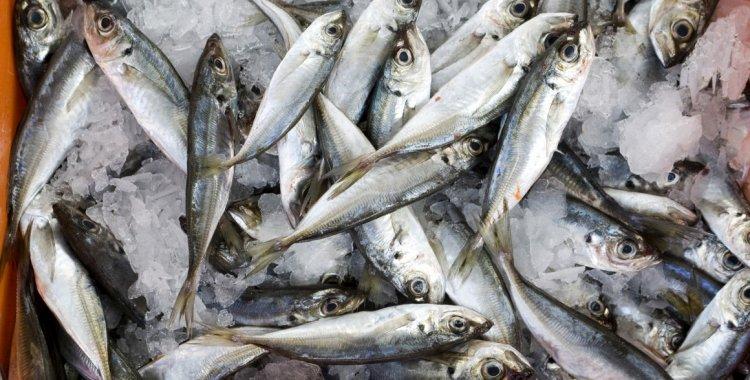 Proibição de pesca de carapau reduzida para dois meses