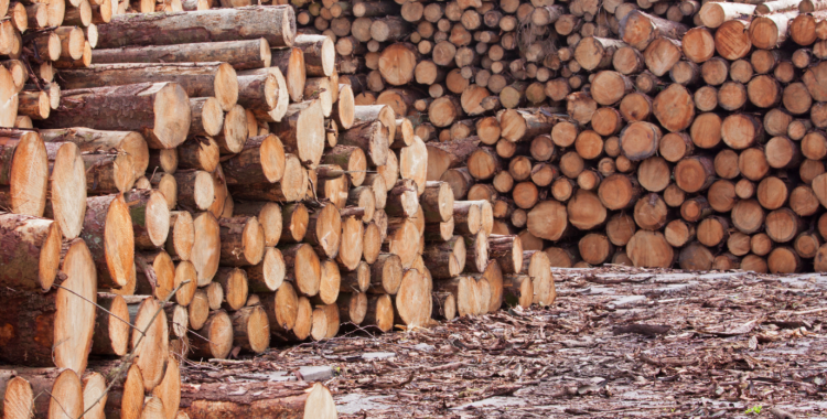 25 empresas abandonaram exploração da madeira no Moxico  