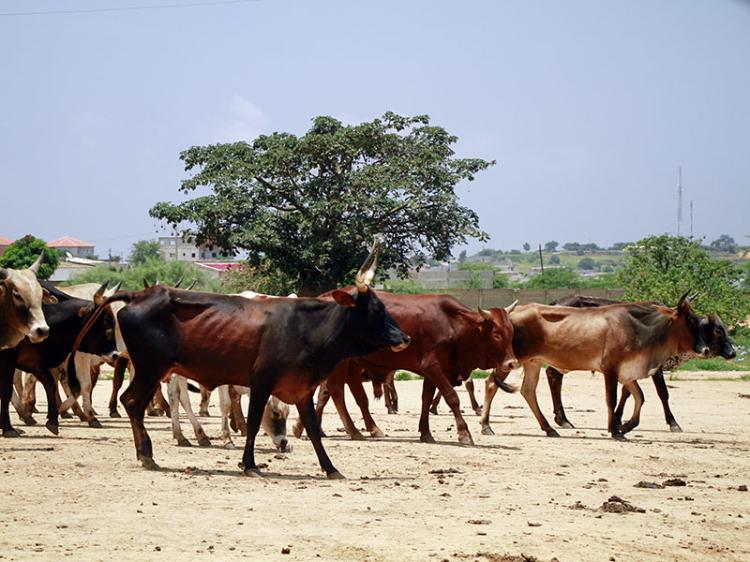 Venda de gado sustenta, mas vendedores querem redução de taxas