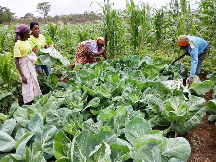 Agricultura no país é dominada em 91,5% pelas famílias  