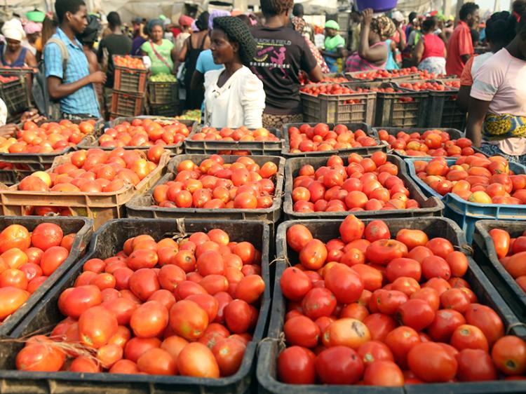 Excesso de tomate em Luanda impede ganhos de camponeses 