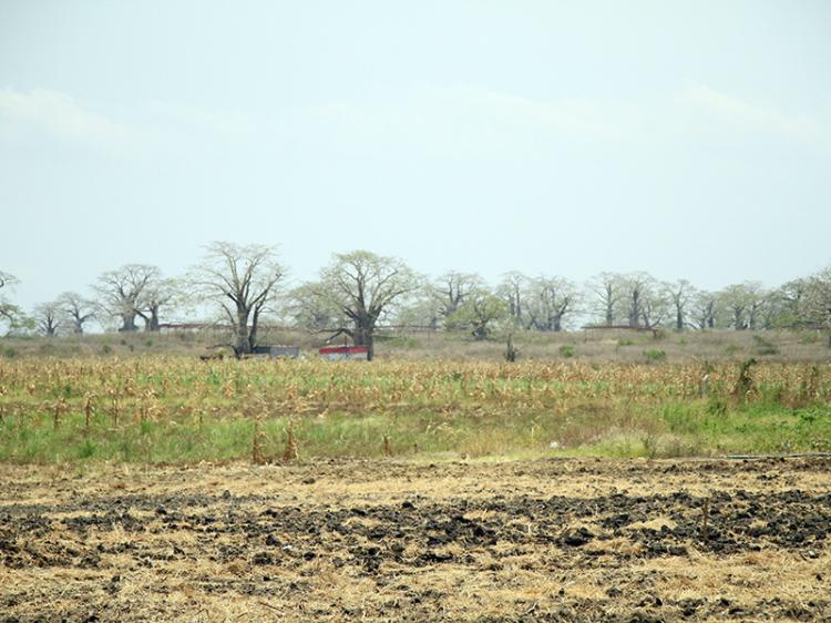 Angola e Nigéria  ‘culpadas’ pelo défice comercial agrícola