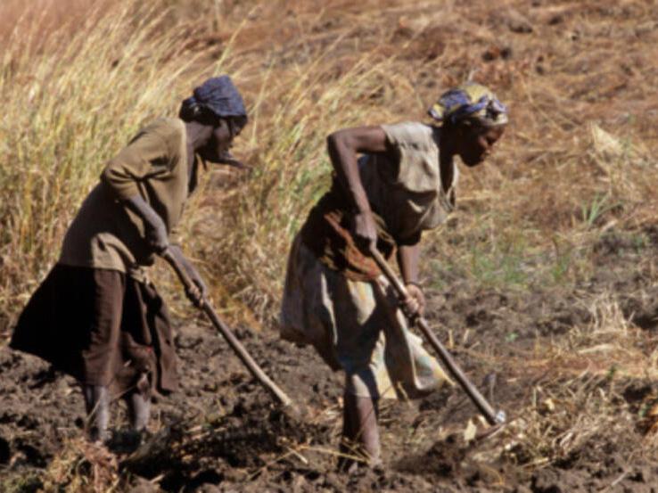 Caminhos para a erradicação da fome em Angola 