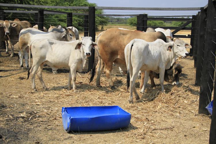 Mais de 1500 cabeças de gado roubadas em Benguela 