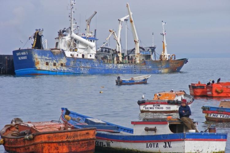 Governo proíbe pesca de carapau até final de Agosto  