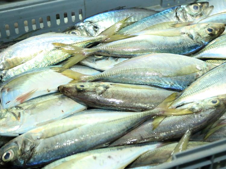 Pescadores violam período de veda do carapau Pescadores violam período de veda do carapau