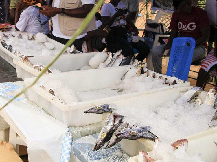 Produtos nacionais continuam mais caros do que os importados e a ‘culpa’ é do peixe