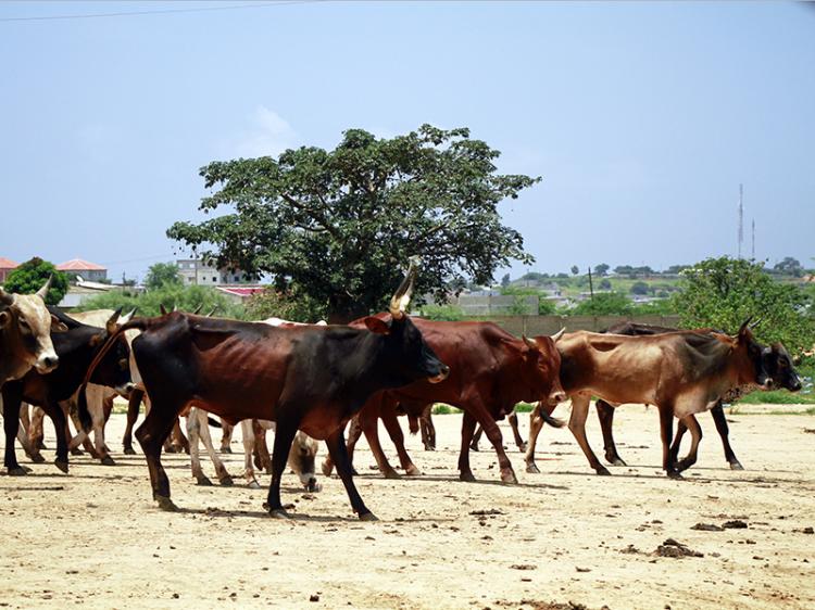 Roubo de gado e insucesso de programas agropecuários impedem criação de mercado auto-suficiente Roubo de gado e insucesso de programas agropecuários impedem criação de mercado auto-suficiente