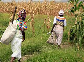 UNACA destaca aumento da produção, mas diz que maioria da agricultura ainda é feita de “enxadas e catanas” UNACA destaca aumento da produção, mas diz que maioria da agricultura ainda é feita de “enxadas e catanas”
