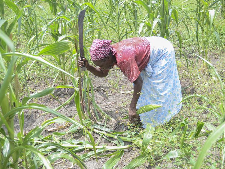 Produção agrícola regista défice de 77,4% nos últimos cinco anos 