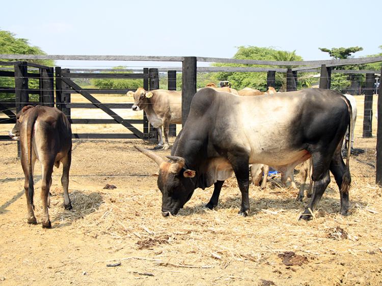 Sector pecuário com queda de 2,5% para 333,2 mil toneladas de carne em 2024 Sector pecuário com queda de 2,5% para 333,2 mil toneladas de carne em 2024