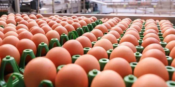 Tanto o leite como os ovos tiveram quedas de produção superiores a 12% Tanto o leite como os ovos tiveram quedas de produção superiores a 12%