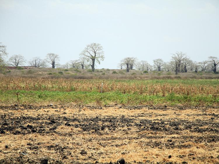 TERRA PARA ESTRANGEIROS? SIM, MAS…