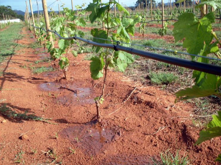 Instalação de projectos de irrigação consome cerca de 21 mil milhões kz das cooperativas agrícolas 