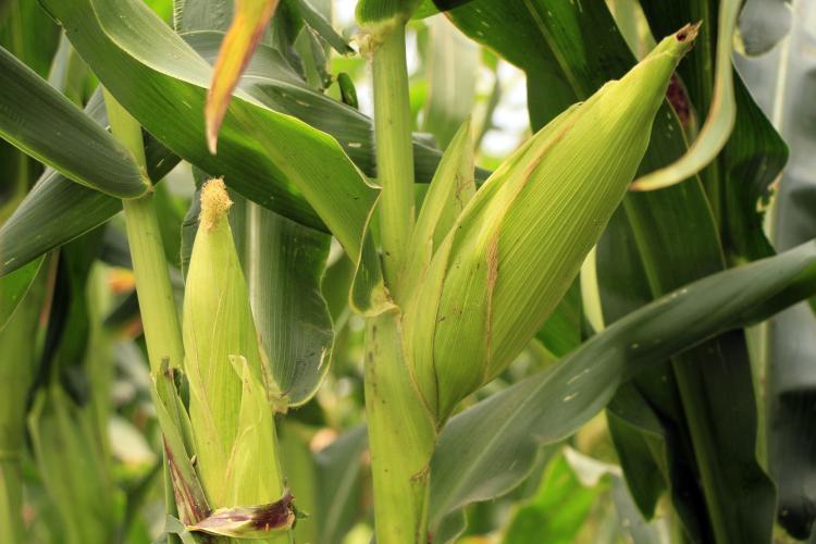 Gastos com a importação de milho disparam mais de 48% em 11 meses 