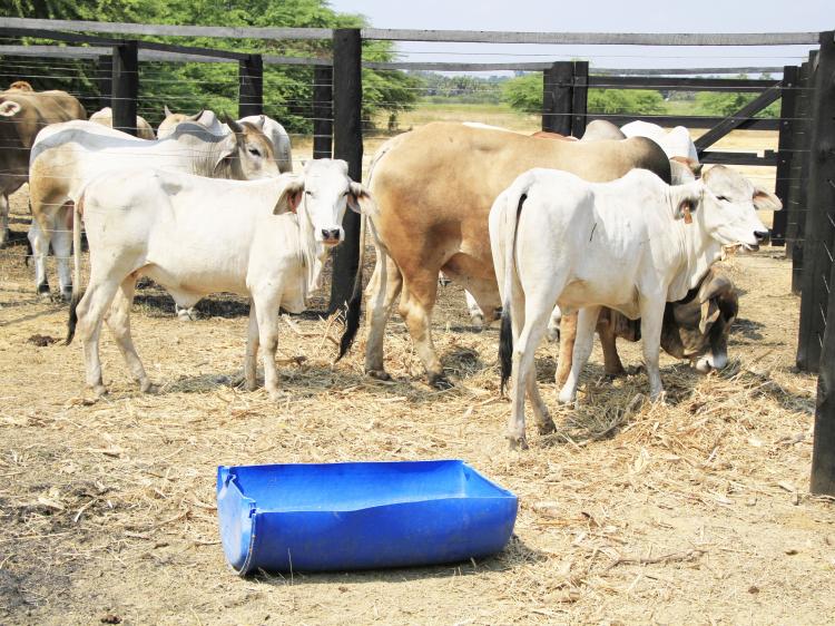 Produção de gado  regista défice de 682 mil cabeças em cinco anos