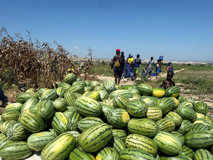 Empresário ‘das melancias’ à espera de financiamento do BDA de menos de um milhão USD   