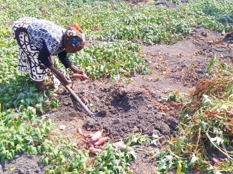 Governo executa apenas 15% do Programa de Desenvolvimento da Agricultura Comercial 