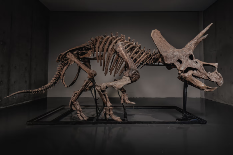 Joopiter leva esqueleto de Triceratops de 66 milhões de anos ao leilão 