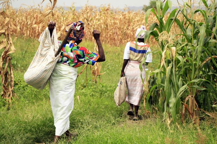 Milho expõe contradições e dependência externa
