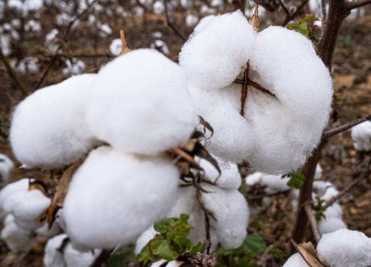 Angola cede aos transgénicos,  mas trava sementes  de culturas alimentares