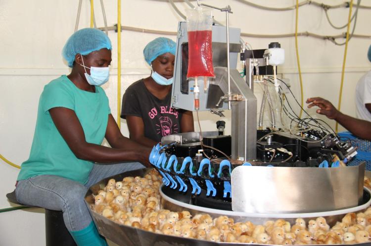 Emirais e KFC trabalham em acordo para terminar com a importação de frango 