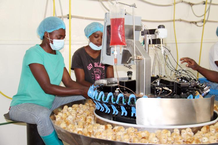 Emirais e KFC trabalham em acordo para terminar com a importação de frango 