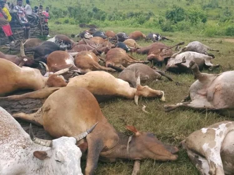 Estiagem provoca morte de mais  de 6 mil cabeças gado em Benguela