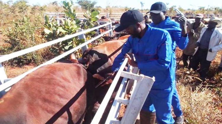Governo reforça vacinação do gado, mas produtores alertam para distribuição desigual entre grandes e pequenos produtores