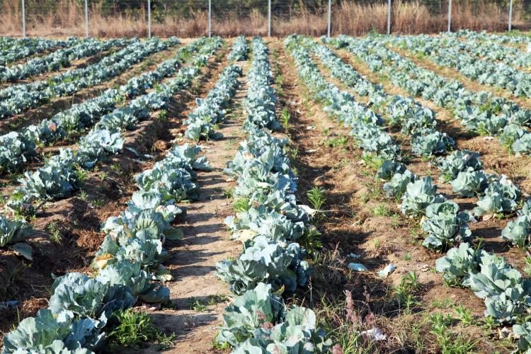 Produção agrícola cresce 15%, mas perde 700 mil hectares de área cultivada