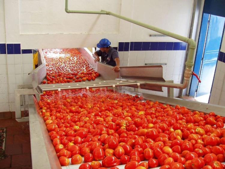 Fábrica de tomate tem ‘stock’ mas faltam clientes, garante Grupo Adérito Areias 