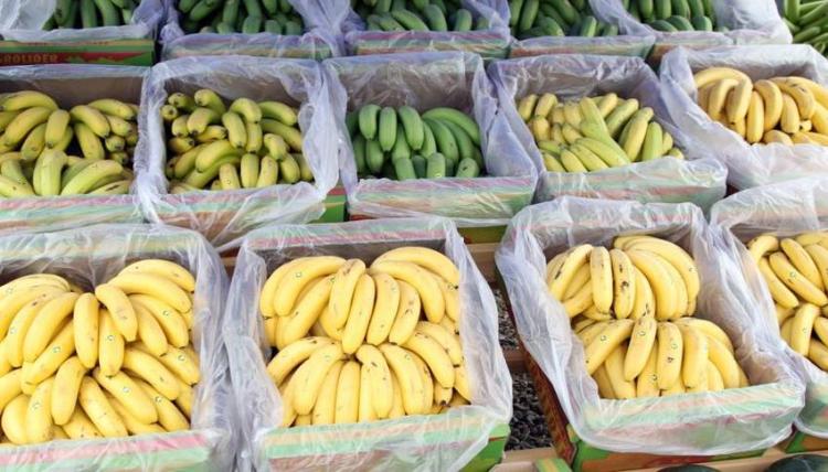 Logística deficiente ameaça exportação da banana nacional  