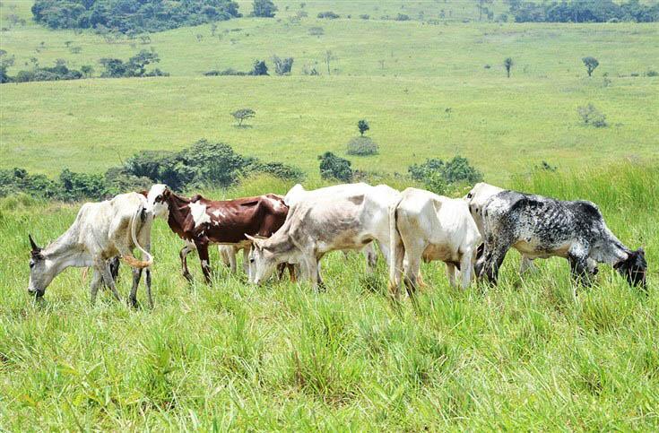 Agricultura continua sem concluir protocolo para o acordo do gado com o Chade