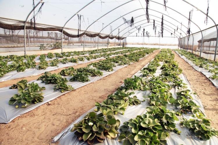 Atrasos do FADA  deixam projectos agrícolas paralisados e produtores endividados