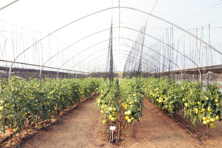 Crescimento estatístico da agricultura na economia “não traduz ganhos reais de produtividade e competitividade” 