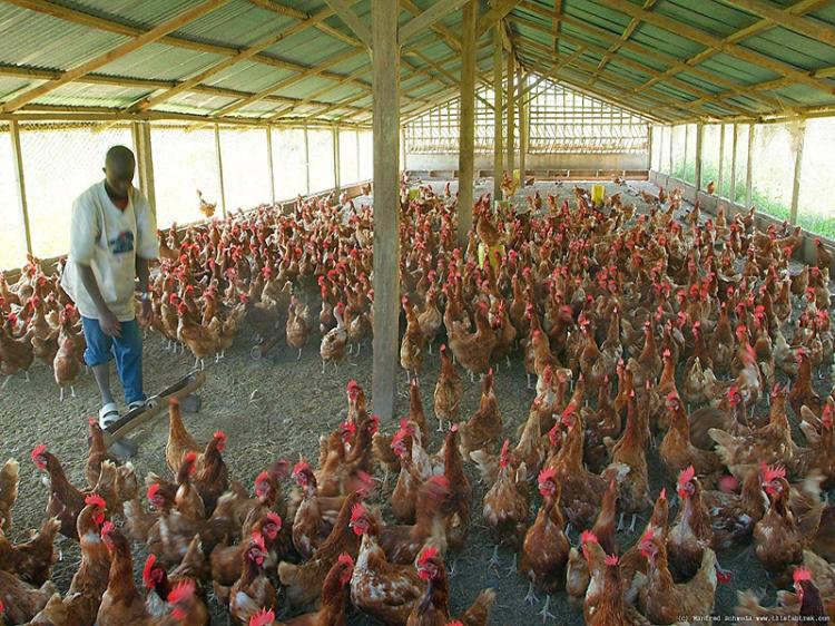 Crise na pecuária: Falta de cevada e ração cara provocam morte de centenas de animais 