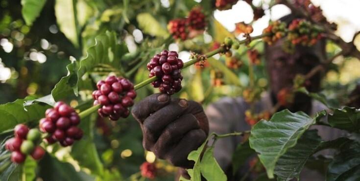 Exigência de 10% no crédito trava novos produtores de café em Angola, alerta associação 