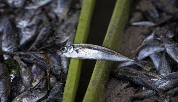 Governo suspende pesca do carapau para garantir sustentabilidade da espécie 