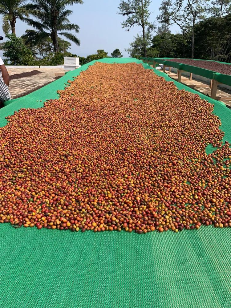 Estradas degradadas e escassez de insumos ‘asfixiam’ produção agrícola no Cuanza Sul 
