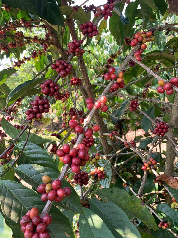 Estradas degradadas e escassez de insumos ‘asfixiam’ produção agrícola no Cuanza Sul 