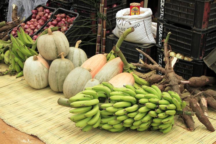 Campanha agrícola 2026/2027 arranca  com incertezas sobre incentivos e distribuição de fertilizantes