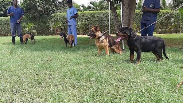 Comércio de cães em Luanda atinge pico com exemplares a valerem até um milhão de kwanzas