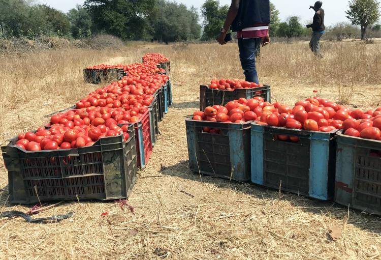 Entraves no escoamento ‘empurram’ produção agrícola para a RDC e Zâmbia a preços baixos