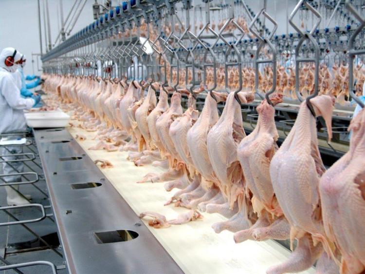 FAO prevê subida de 9% nas importações de carne de frango por Angola em 2026