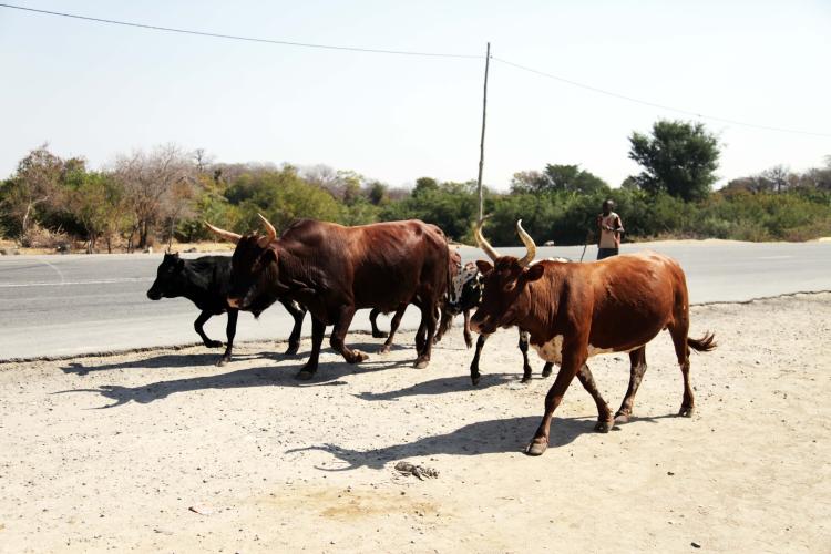Seca no Sul ameaça até 50 mil cabeças de gado com agravamento provocado pelo El Niño
