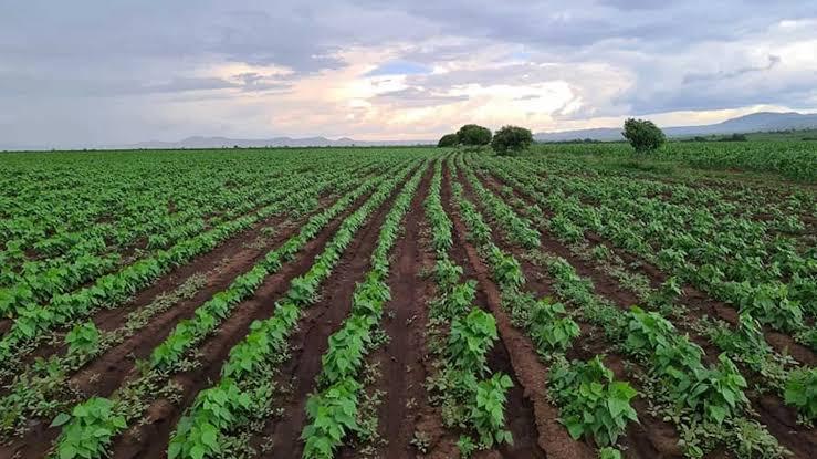 UNACA acusa beneficiários de créditos agrícolas de desviarem fundos para outros fins 