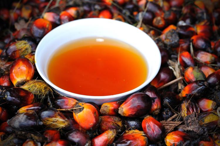 Angola ‘torra’ 1,16 mil milhões USD em importações de óleo de palma enquanto produção nacional espera por crédito